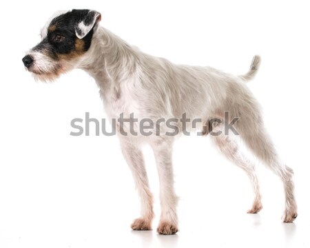 Terrier pie retrato blanco mascota cute Foto stock © willeecole