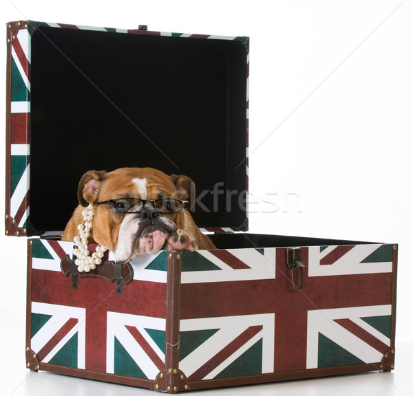 [[stock_photo]]: Anglais · bulldog · caisse · blanche · fond