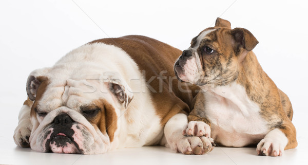 Kutya apa lánygyermek angol bulldog 5 éves Stock fotó © willeecole