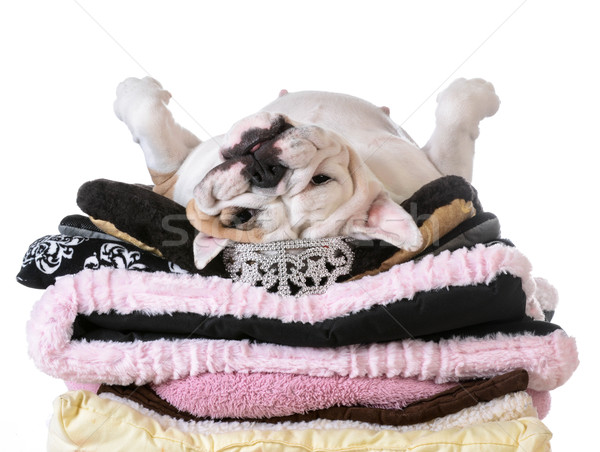 spoiled dog Stock photo © willeecole