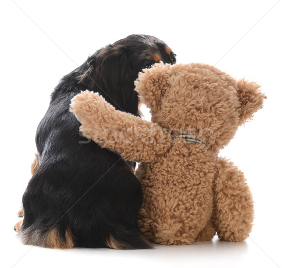 Meilleur ami chien séance Nounours bras autour [[stock_photo]] © willeecole