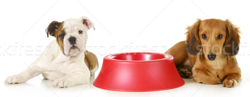 Etetés kutya miniatűr tacskó angol bulldog Stock fotó © willeecole