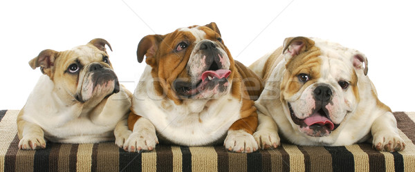 three bulldogs Stock photo © willeecole