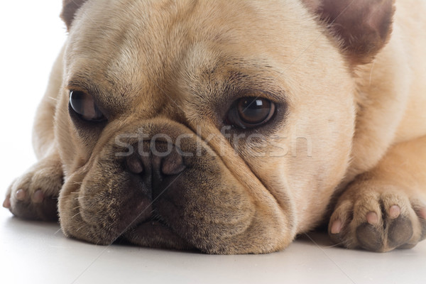 french bulldog Stock photo © willeecole