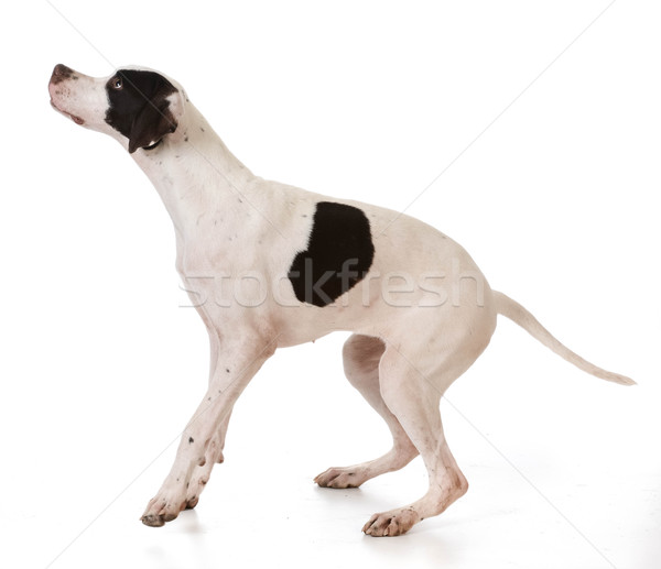 pointer Stock photo © willeecole