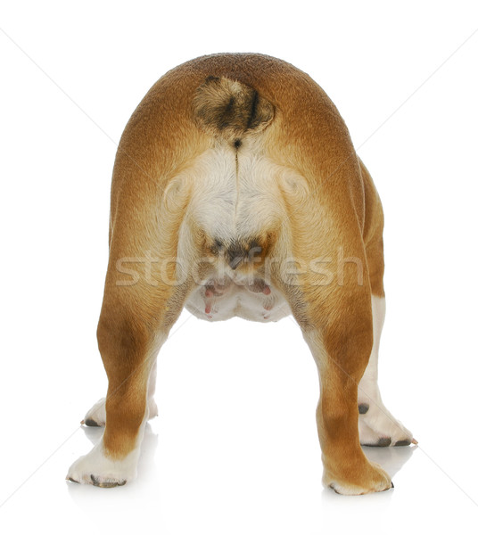 Imagine de stoc: Femeie · câine · engleză · buldog · izolat