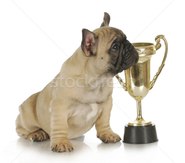 Câine trofeu castigator franceza buldog căţeluş Imagine de stoc © willeecole