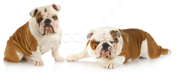 dog fight Stock photo © willeecole