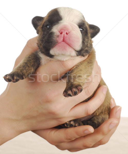 Neu geboren Welpen Englisch Bulldogge Mädchen Hände Stock foto © willeecole