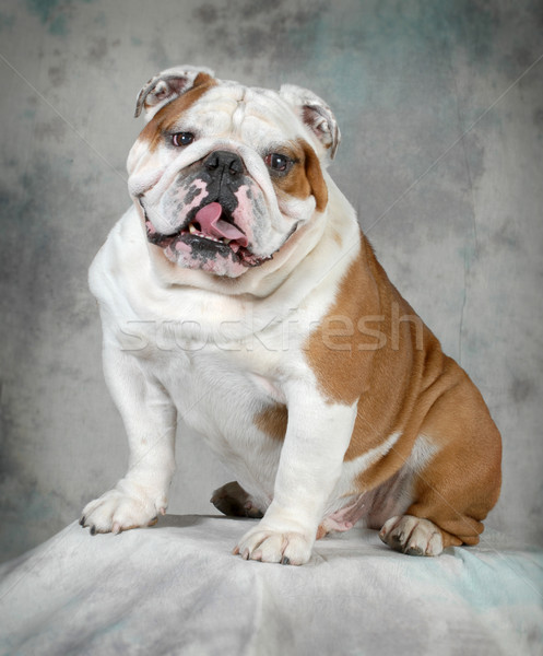 Angol bulldog portré négyéves férfi kutya Stock fotó © willeecole