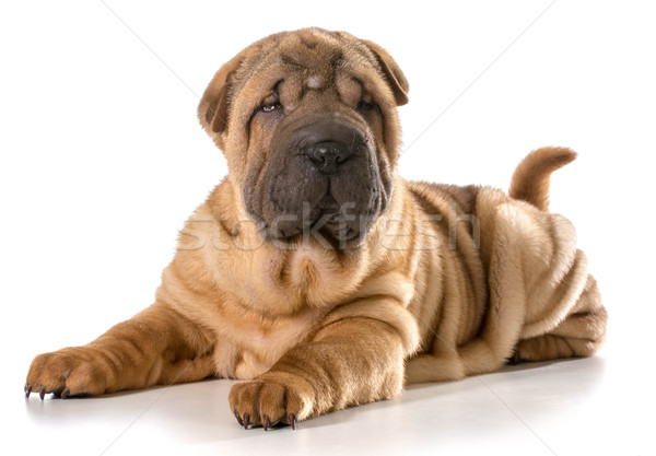 chinese shar pei Stock photo © willeecole