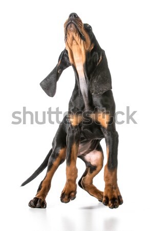 worried dog Stock photo © willeecole