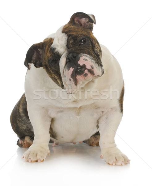 english bulldog Stock photo © willeecole