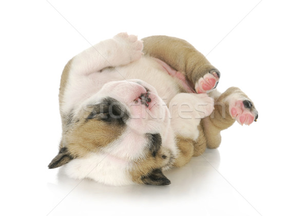 newborn puppy Stock photo © willeecole