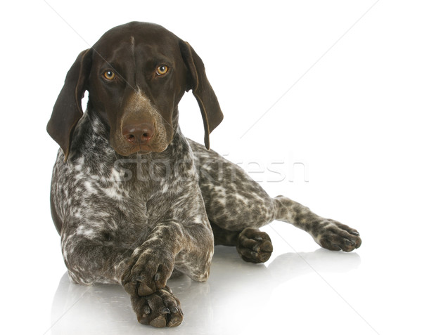 cute dog Stock photo © willeecole