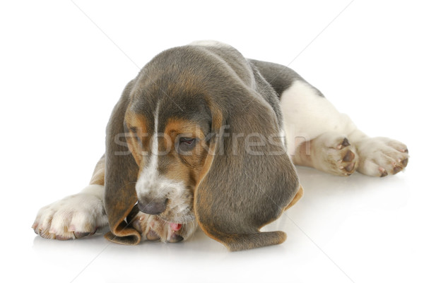 Foto stock: Perro · sabueso · cachorro · pie · posible