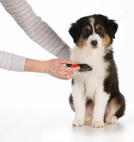 dog grooming Stock photo © willeecole