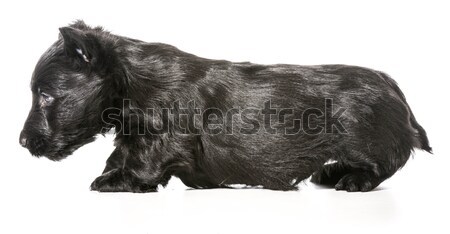 Scottish Terrier puppy Stock photo © willeecole