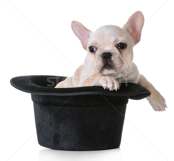 cute puppy Stock photo © willeecole