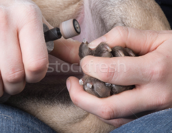 clipping dog nails Stock photo © willeecole