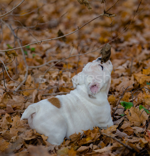 Chiot jouer à l'extérieur automne bulldog [[stock_photo]] © willeecole