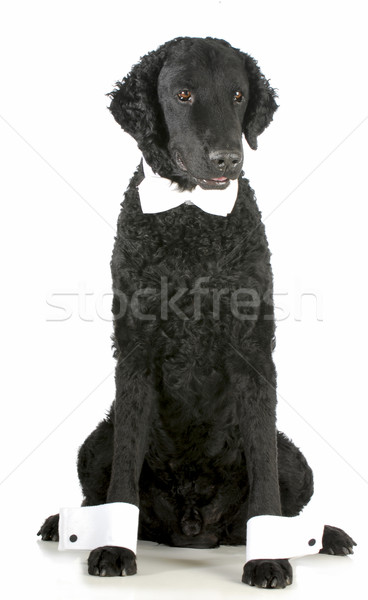 Formal Hund lockig Retriever up Fliege Stock foto © willeecole