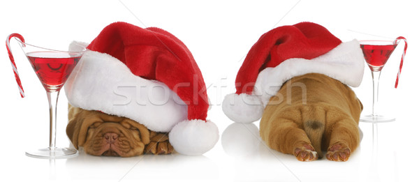 Foto stock: Natal · cachorro · de · volta