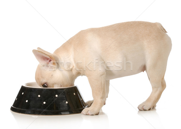 dog dinner time Stock photo © willeecole
