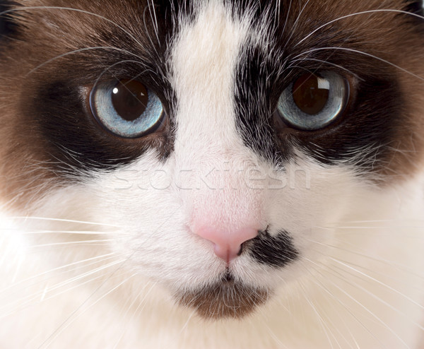 cat portrait Stock photo © willeecole
