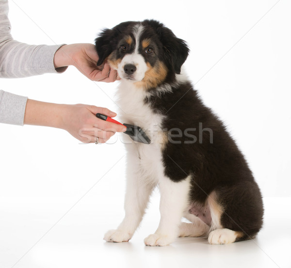 dog grooming Stock photo © willeecole