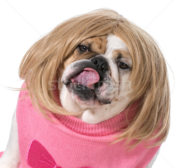 Női bulldog visel paróka lány szépség Stock fotó © willeecole
