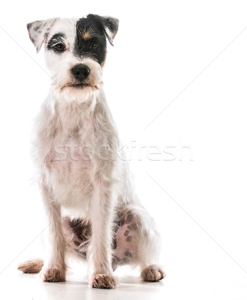 jack russel terrier Stock photo © willeecole