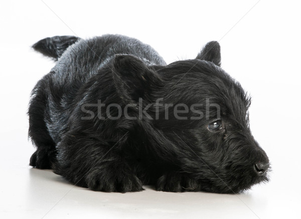 scottish terrier  Stock photo © willeecole