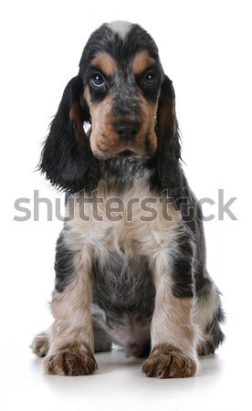 かわいい 子犬 英語 座って 白 黒 ストックフォト © willeecole