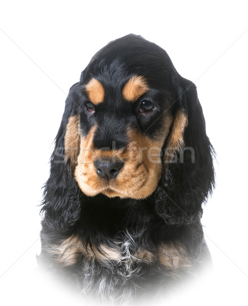 Puppy portret witte hond achtergrond zwarte Stockfoto © willeecole