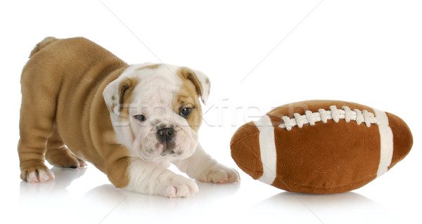 Juguetón cachorro Inglés bulldog jugando fútbol Foto stock © willeecole