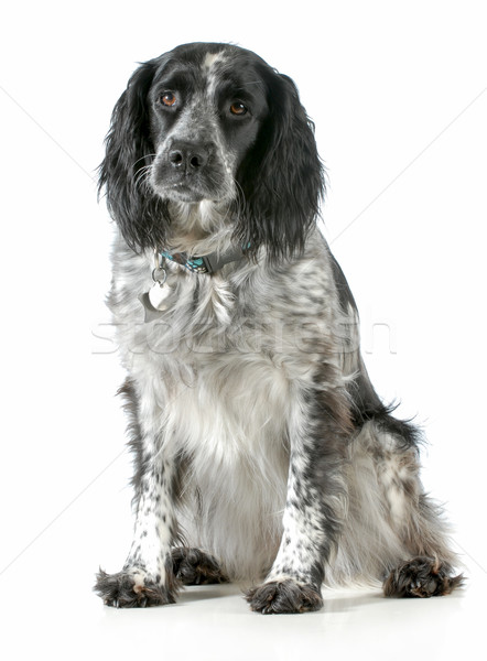 dog sitting Stock photo © willeecole