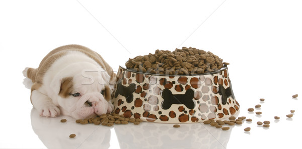 english bulldog puppy sleeping with slipper - four weeks old  Stock photo © willeecole