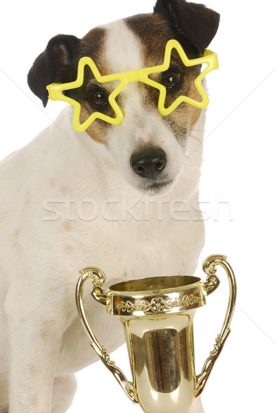 champion dog Stock photo © willeecole