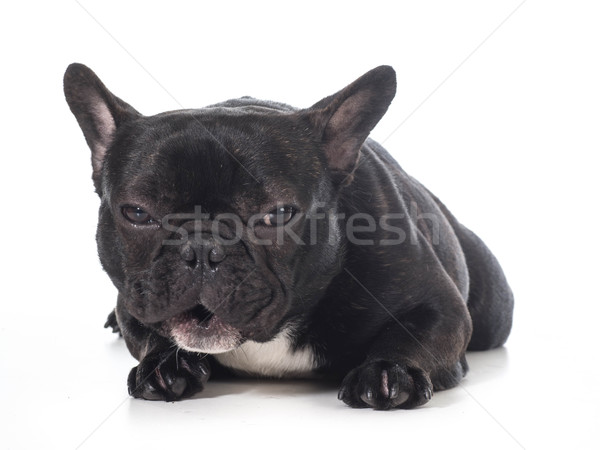 french bulldog  Stock photo © willeecole