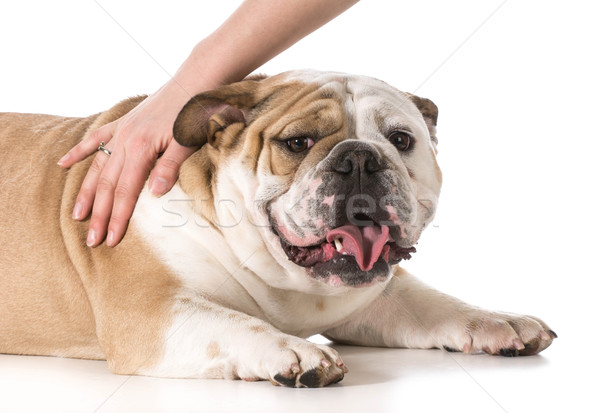 woman petting her dog Stock photo © willeecole