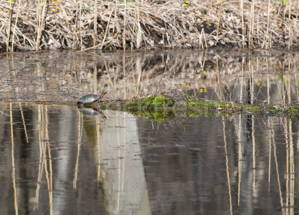 turtle on a log Stock photo © willeecole