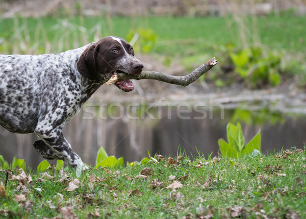 Courir bâton chien herbe bouche drôle [[stock_photo]] © willeecole