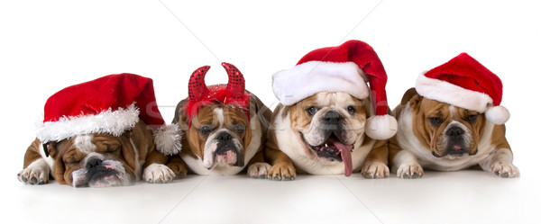 christmas dogs Stock photo © willeecole