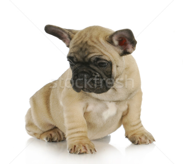 Cute puppy frans bulldog vergadering hond Stockfoto © willeecole