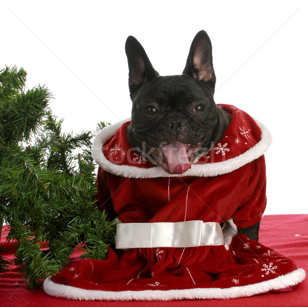 [[stock_photo]]: Noël · chiot · français · bulldog · stupide · prêt