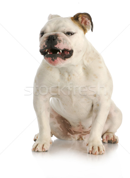 agressive dog Stock photo © willeecole