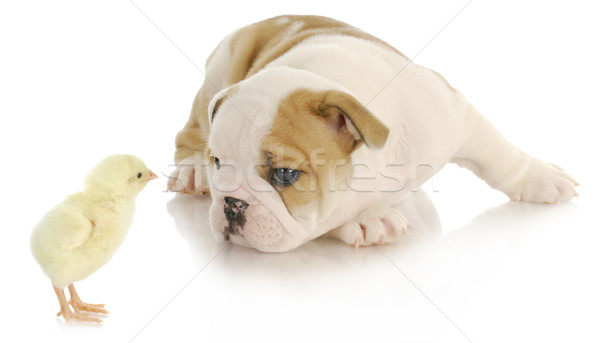 baby animals Stock photo © willeecole