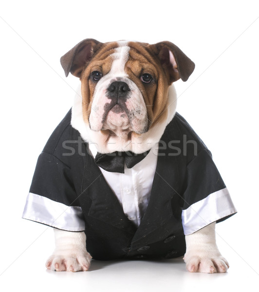 Stock fotó: Kutya · visel · csokornyakkendő · angol · bulldog · hónapok