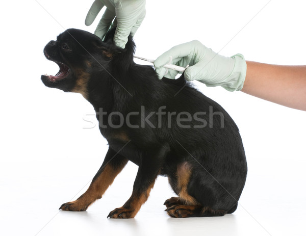 dog being vaccinated Stock photo © willeecole